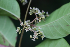 Genianthus laurifolius